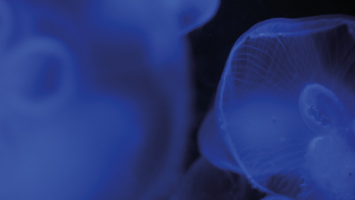 POOL 21 INTERNATIONALES TanzFilmFestival BERLIN 